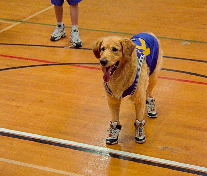 Buddy, el perro basquetbolista que nos robó el corazón